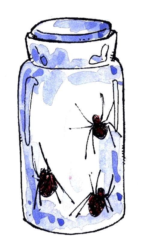 A drawing of three spiders in a glass bottle